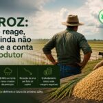 Arroz: o preço reage, mas ainda não resolve a conta do produtor.